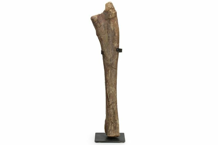 Hadrosaur (Edmontosaurus) Ulna w/ Metal Stand - Wyoming #229509